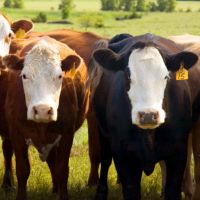 Süt Sığırlarının Gereksinim Duyduğu 5 Temel Besin Maddesi!