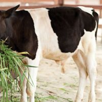 Technical Information Related To Calf Rearing