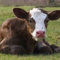 What Is The Earliest Delactation Time For Calf?