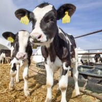 Feeding And Maintenance Of Calf
