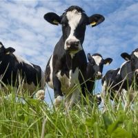 The Use of Probiotics in Animal Feeding and the Fodder Industry