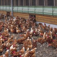 What is The Importance Of Heating Up The Coops in Winter Months?