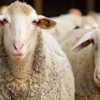 Koyunlarda Doğum Öncesi Ve Sonrası Davranışlar