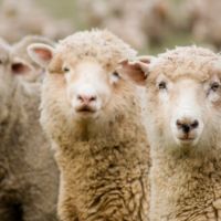 Koyunlarda Gebeliğin Son Döneminde Besleme Nasıl Olmalıdır?