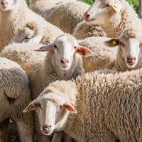 Koyunlarda Beslenme Nasıl Olmalıdır?