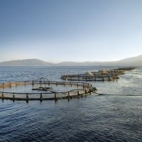 Kültür Balıkçılığı Ekolojik Dengeyi ve Denizin Doğal Yapısını Bozar Mı?