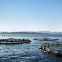 Kültür Balıkçılığı Tüm Bölgelerde Yapılabilir Mi?