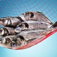 Kültür Balıkçılığı Her Mevsim Yapılabiliyor Mu?