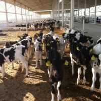 Organik Süt Sığırcılığının Önemi Nedir?