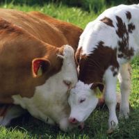 Sığırlarda Doğum Stresi Nasıl Azaltılır?