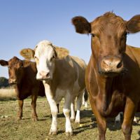 Sığırlarda Tüberküloz Etkileri Nelerdir?