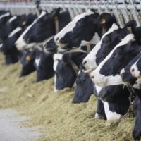 The Relationship between Protein Consumption and Reproduction in Milk Cattle