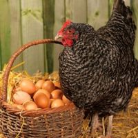 Why Does Not My Chicken Lay Eggs?