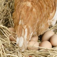 Verimlilik Açısından Yumurta Yemi Hangi Özelliklere Sahip Olmalıdır?