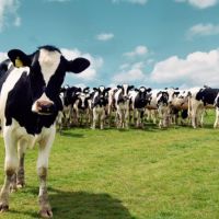 Yaz Mevsiminde Sığırları Nasıl Beslemeliyiz?