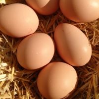 Yumurta Bakımı ve Saklama Nasıl Yapılmalıdır?