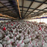 An Interview Upon Poultry Sector With Our Producer Mehmet Kaplan