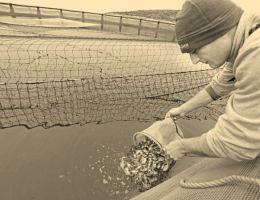 Türkiye'de İlk Ekstrude Balık Yemi Üretimi