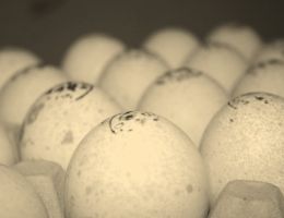 Türkiye'de İlk Damızlık Hindi Yumurtası Üretimi