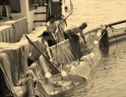 Türkiye'de İlk Kültür Balığı Üretimi