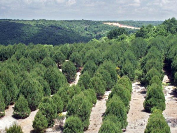 Çamlı’s Support for "Aegean Forestry Foundation"