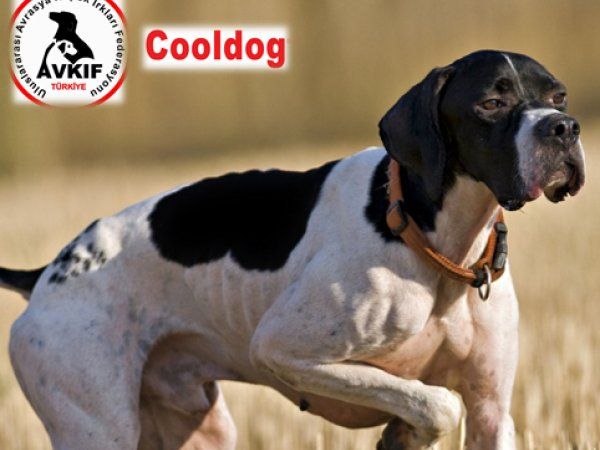 Cool Dog, AVKİF Ana Sponsoru Oldu
