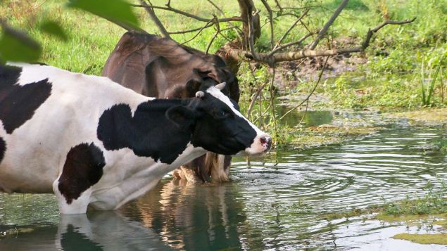 Sığırlarda Sıcak Stresi