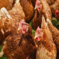 10 Feeding Strategies For The Management Of Heat Stress In Poultries