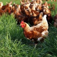 Maintenance And Feeding Methods For Free- Range Chickens