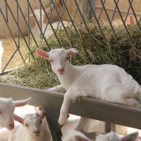 The Factors To Be Considered In The Nutrition Of Goats!