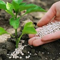 The Benefits Of Organic Fertilizers To Soil