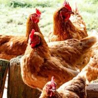 Tavuklarda Mantar Hastalığı Ve Tedavisi